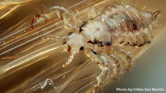 Close Up Lice 1