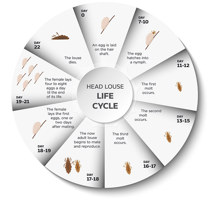 Lice Life Cycle1a